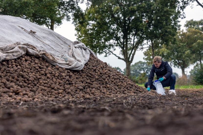 Duidelijkere interventieregels voor aardappeltelers en aanscherping fytosanitair toezicht