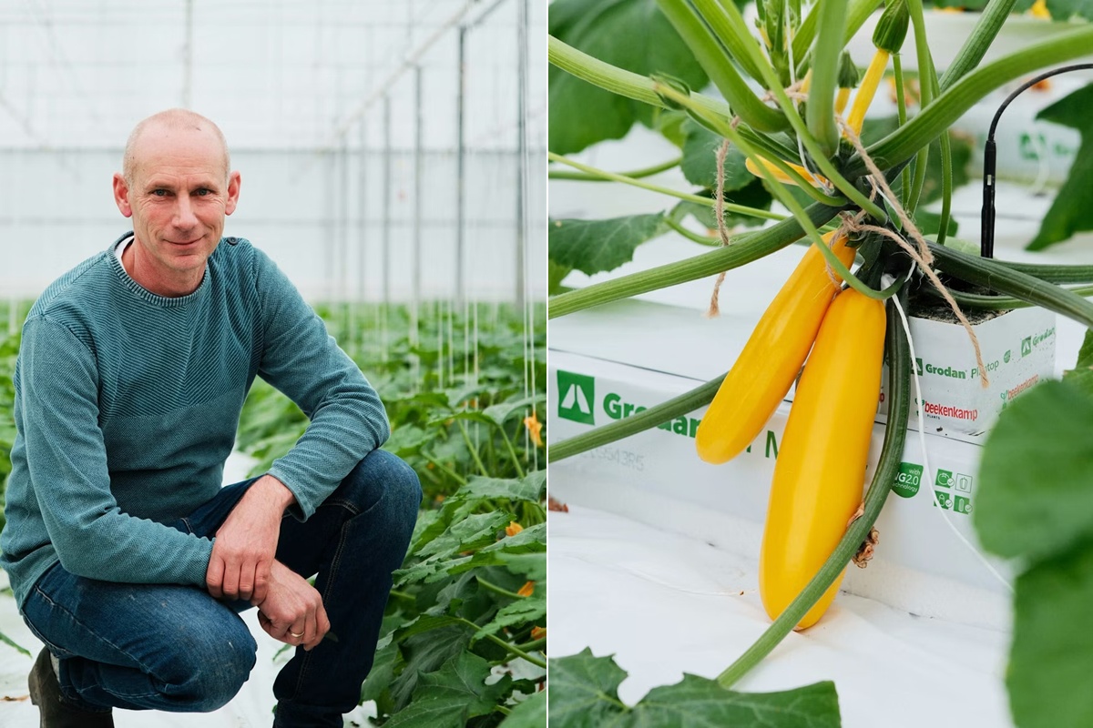 Courgette-oogst maand eerder van start