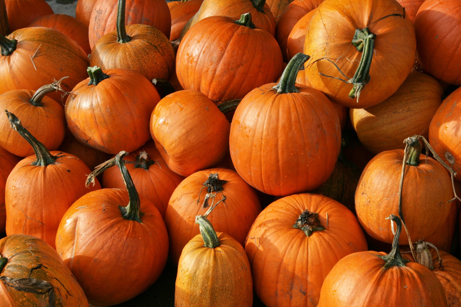 RASFF: MRL-overschrijding bij pompoenen uit België