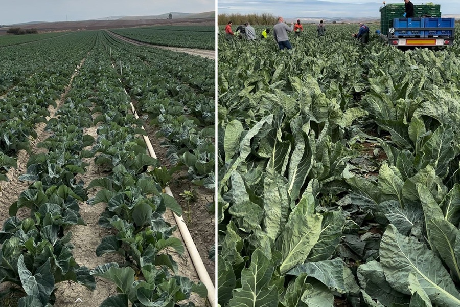 "Spaans noodweer vertaalt zich niet in hoge bloemkoolprijs"