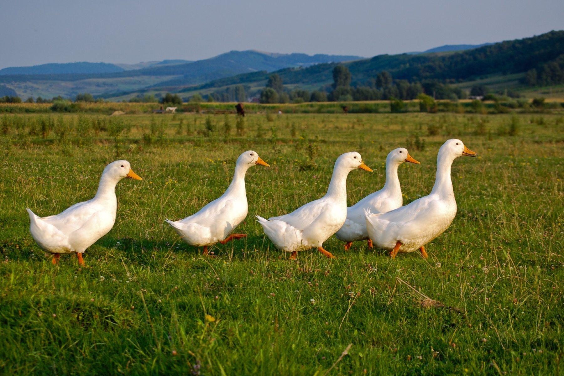 Teler roept op in actie te komen tegen ganzenoverlast