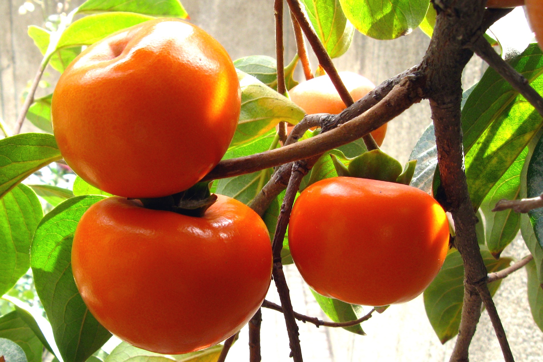 RASFF: Lambda-cyhalothrine in kaki's uit Spanje