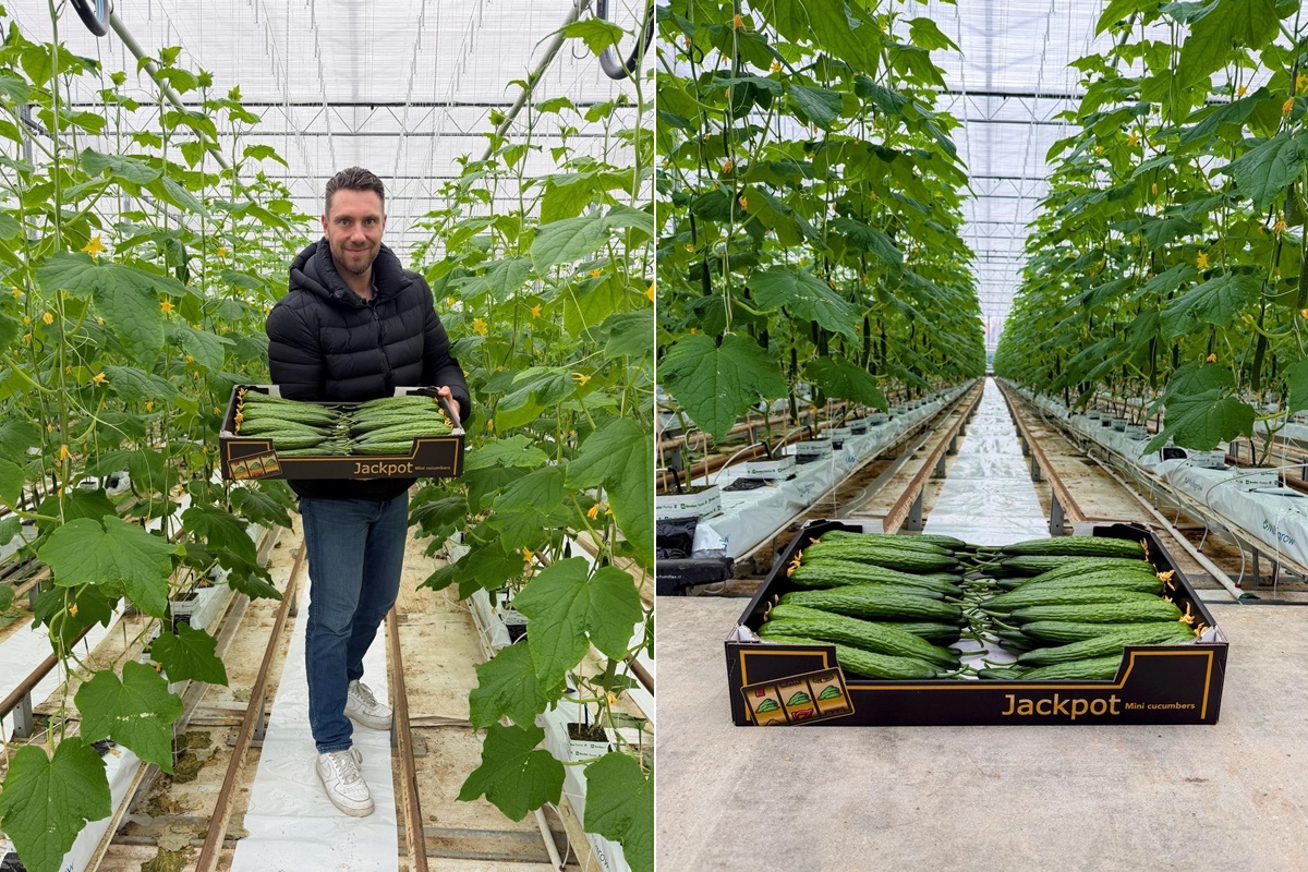 "Sterke start Nederlands seizoen mini-komkommers"
