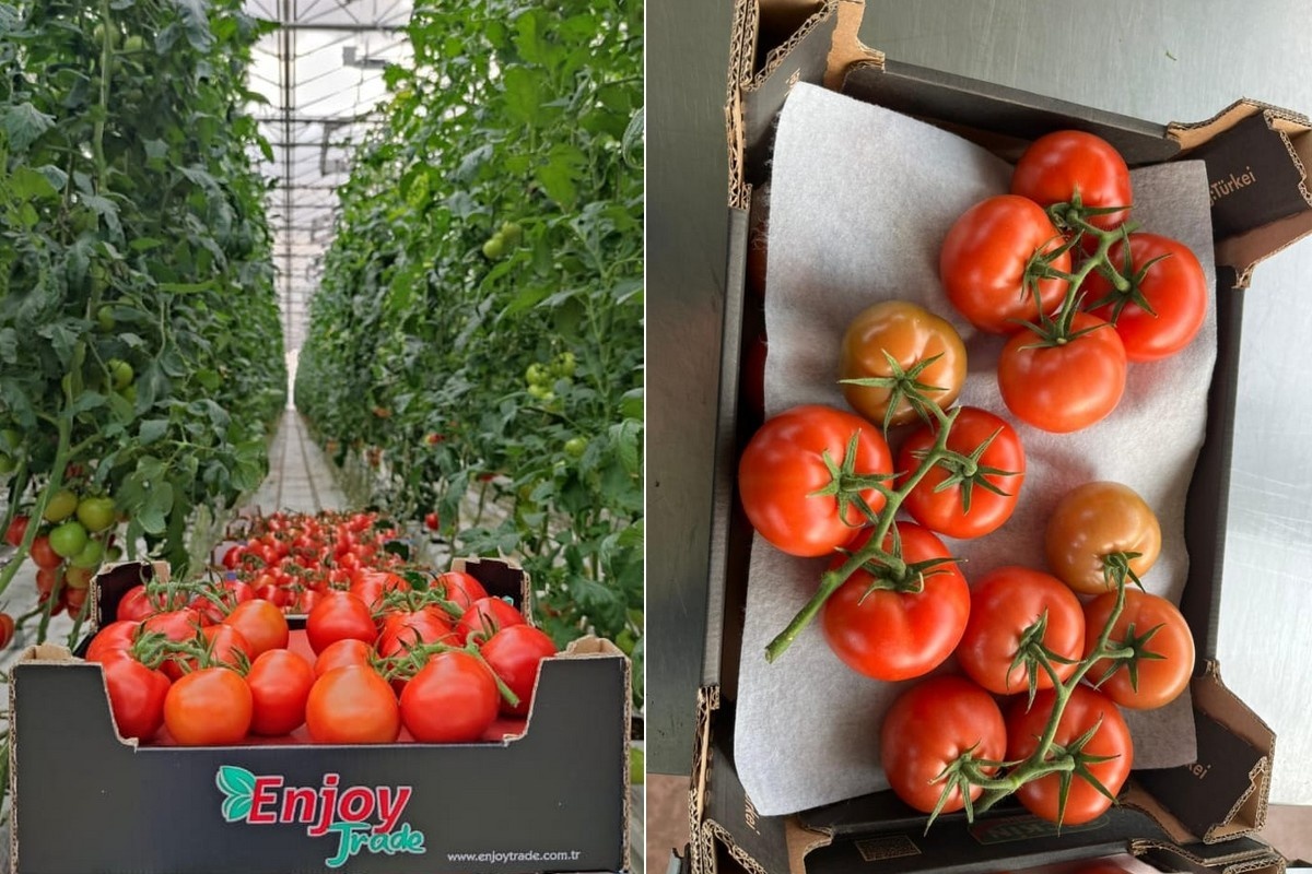 "Dagelijks meerdere vrachtwagens Turkse trostomaten onderweg voor de Europese retail"