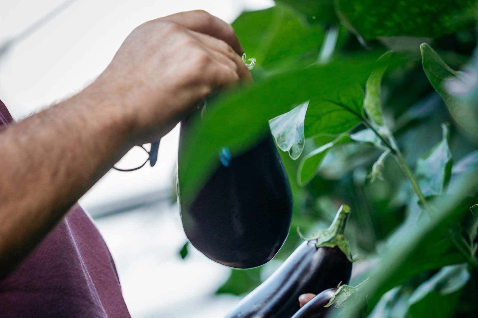 Primeuraubergines van eigen bodem markeren start Belgisch seizoen