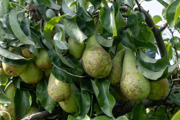 Seizoensregeling Belgische land- en tuinbouw hersteld met terugwerkende kracht