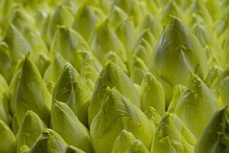 Belgische witloofteelt onder druk door overaanbod en dalende consumptie