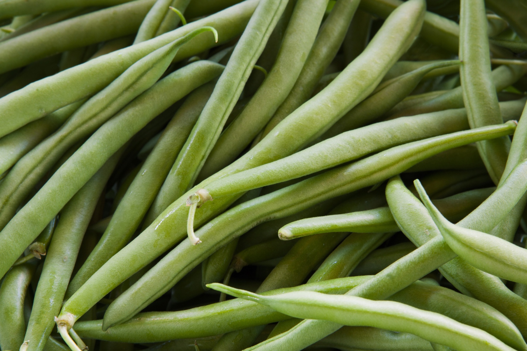 Tuinbonen sleutel voor eiwittransitie in Europa?