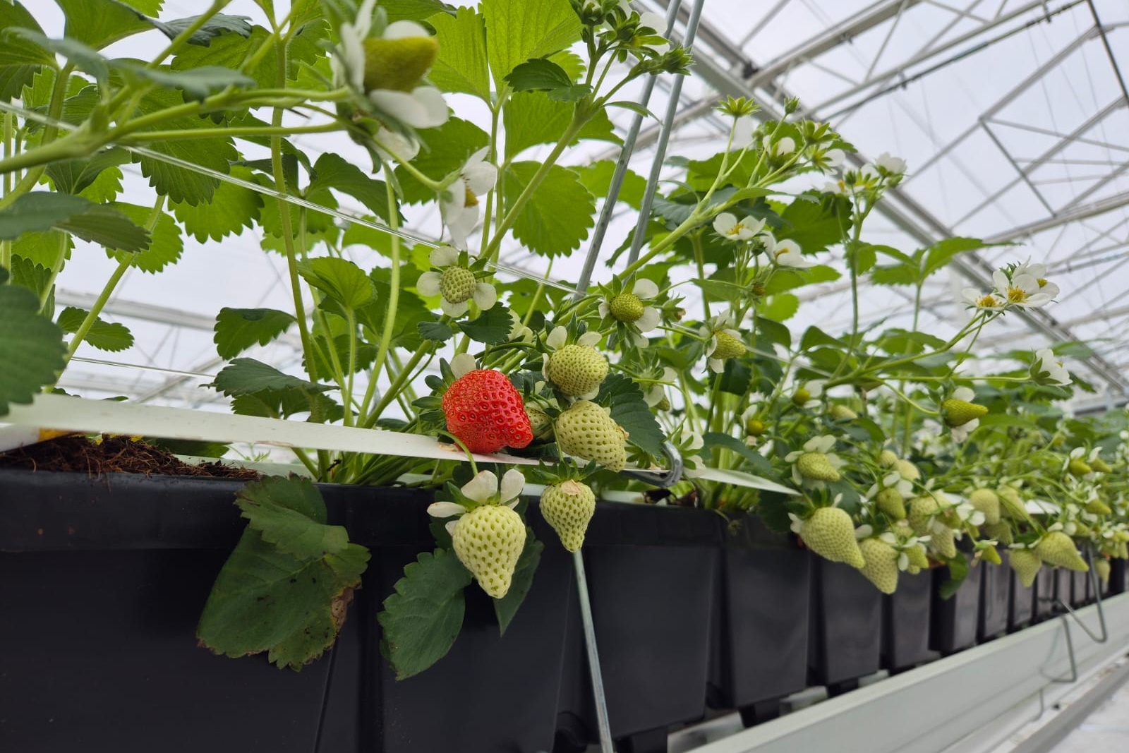 "Door problemen Zuid-Europa schakelen afnemers sneller over op Nederlandse en Belgische aardbeien"