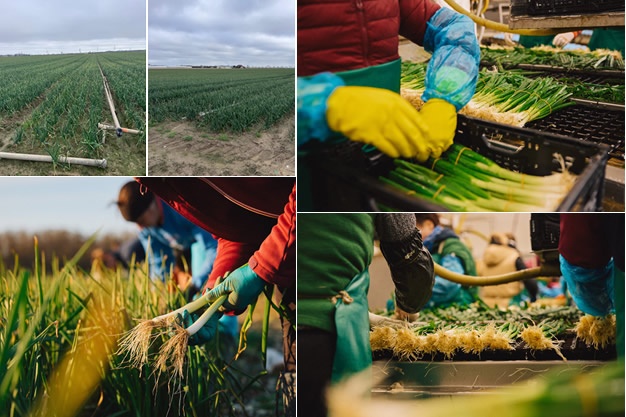 "Vanmorgen hebben we een proefje gewassen voor de Duitse markt"