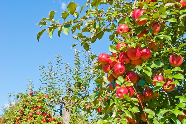 Duidelijk regelgevend kader voor gewasbescherming gevraagd
