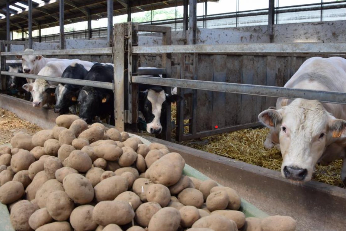 Nieuw platform koppelt aardappeltelers aan rundveehouders bij aardappeloverschot