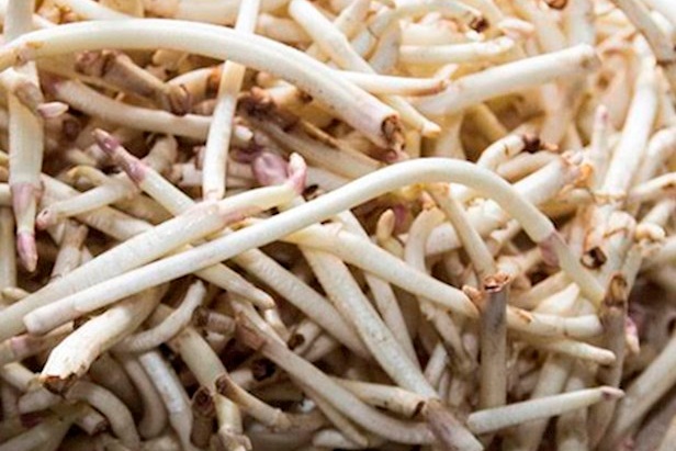 Hopscheutenseizoen gestart in Vlaamse Poperinge