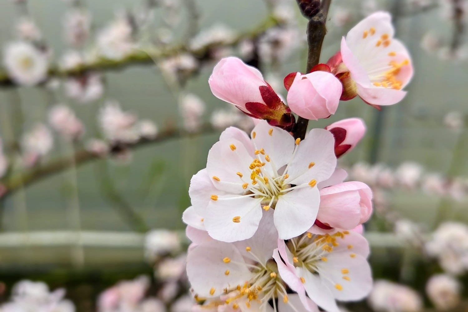 Jos Amelinckx (Fruitbedrijf Amelinckx) viert 68ste verjaardag