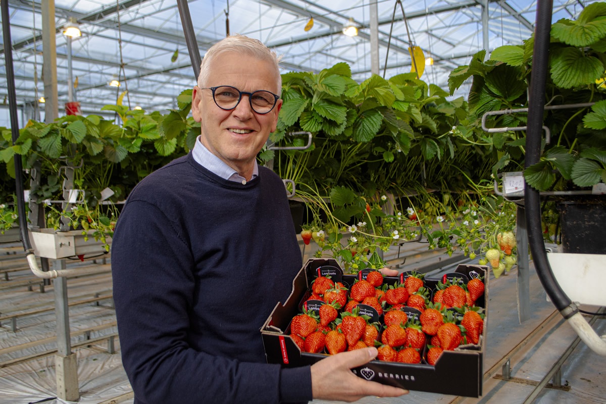 Voorjaar start bij Beekers Berries met de komst van de Lambada