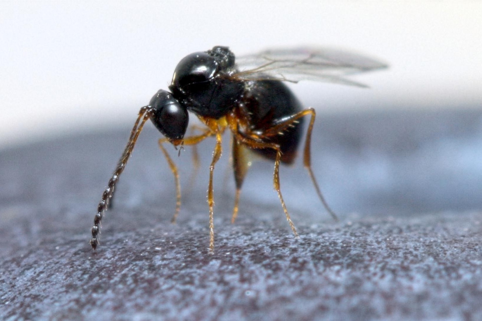 Nieuwe Aziatische sluipwesp vestigt zich in Nederland