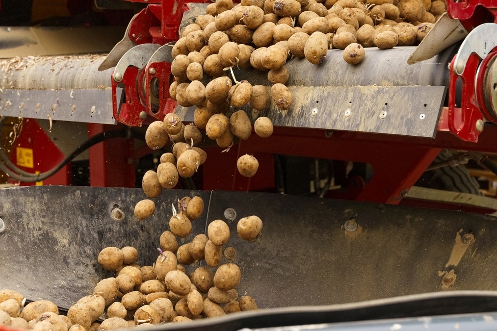 Prijsdruk en teeltverschuivingen belasten Nederlandse akkerbouw