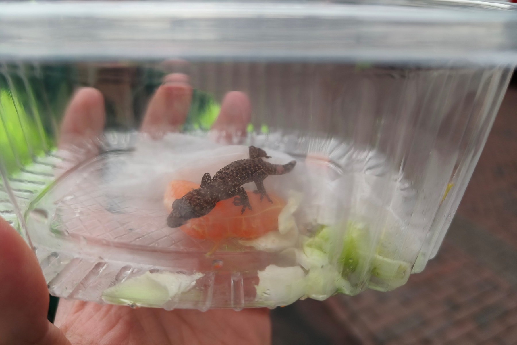 Gekko aangetroffen tussen aardbeien uit Griekenland