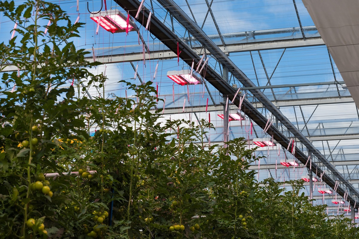 "Areaalgroei en sterkere rol belichte teelt na dynamisch importseizoen"