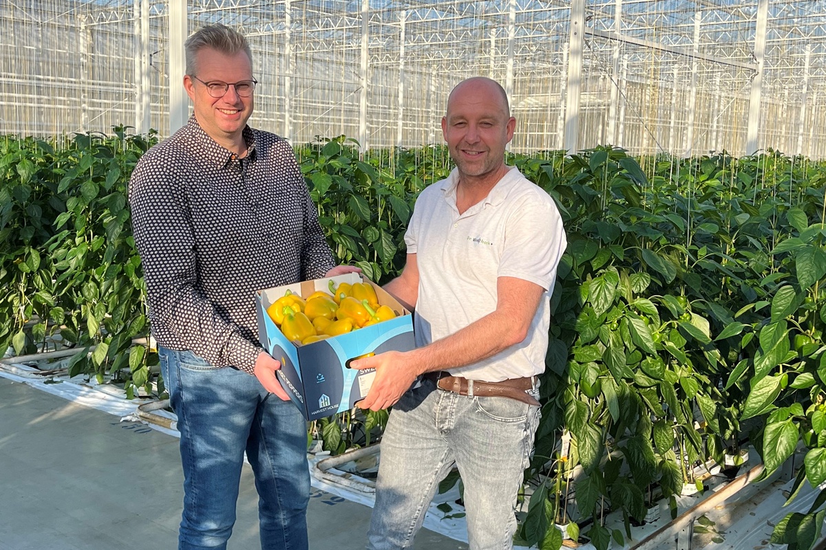 "Hogere vraag en krappere beschikbaarheid bij start Hollands paprikaseizoen"