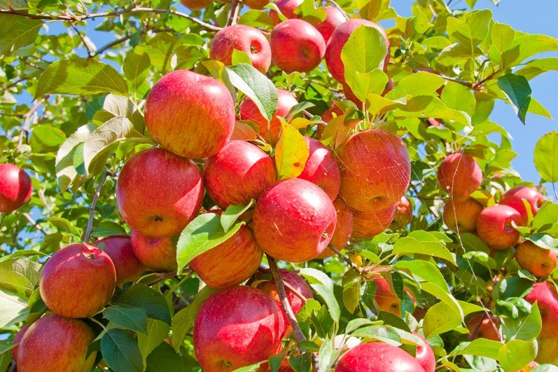 Vroege bloei fruitbomen in Haspengouw door zacht weer