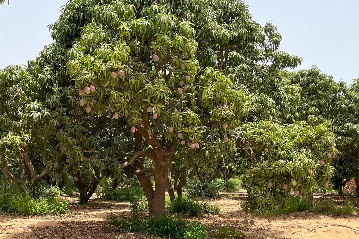 "Interessant West-Afrikaans mangoseizoen voor de boeg"