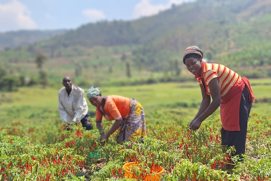 Project Inclusive Trading Initiative maakt Rwandese telers zelfvoorzienend