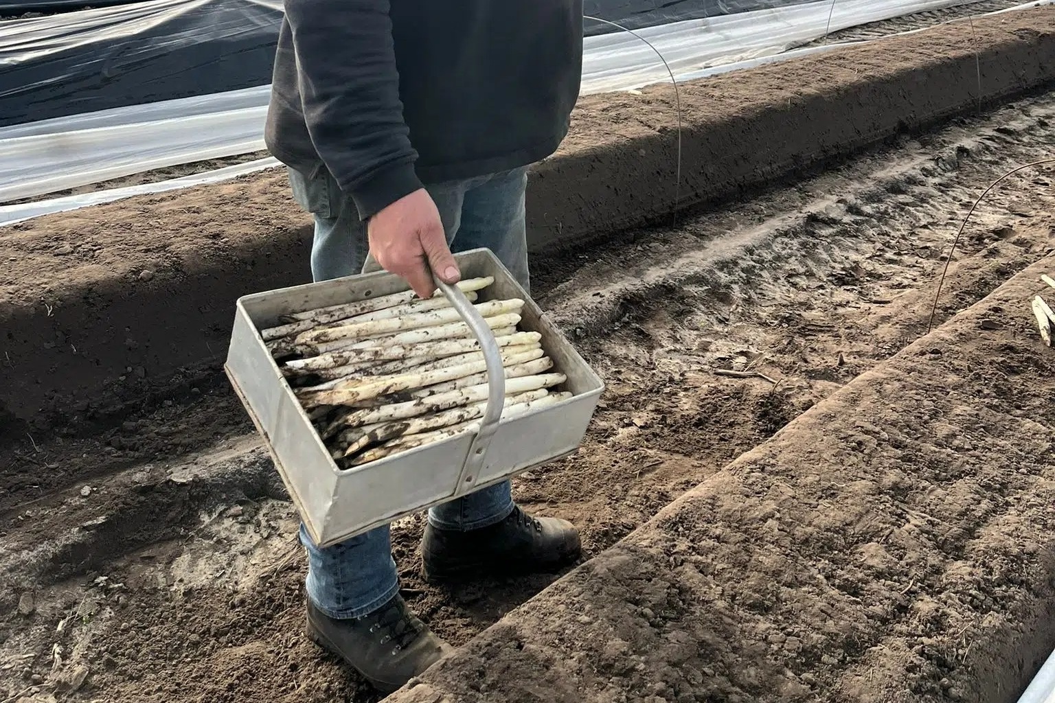 Eerste Brabantse asperges van 2026 gestoken in Mariaheide