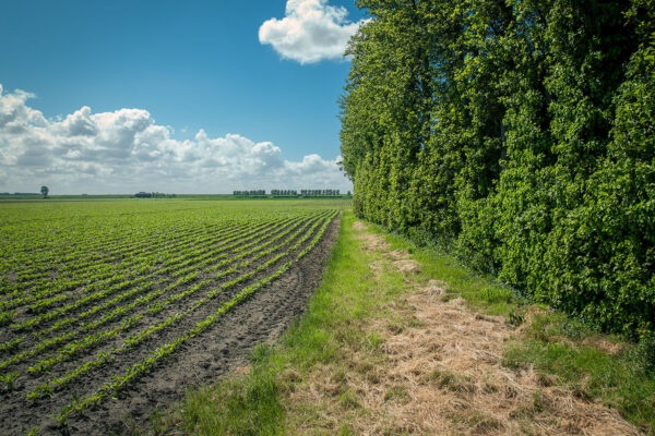 Zeeuwse boeren gaan restwater van Cargill hergebruiken