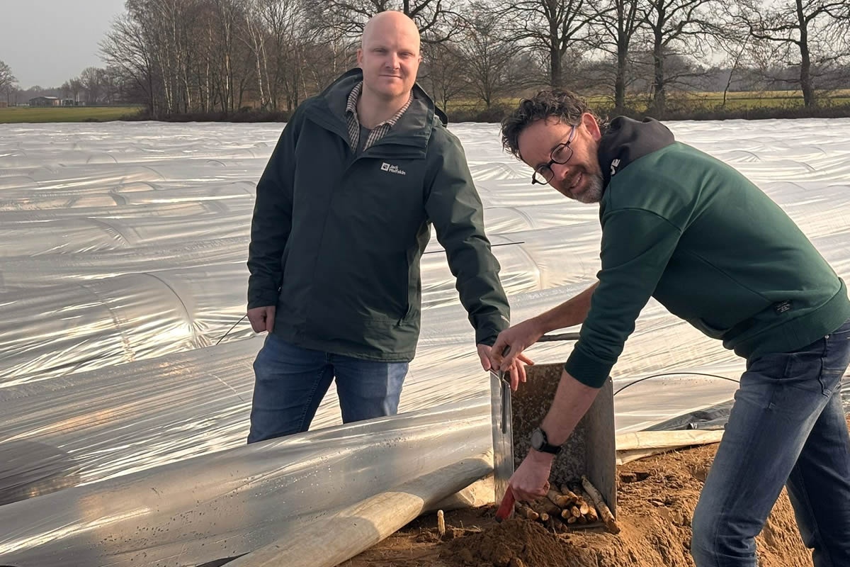 Ранний сезон спаржи изменил схемы поставок