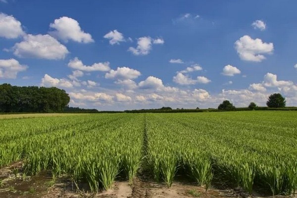 Opwarming vertraagt start van het groeiseizoen
