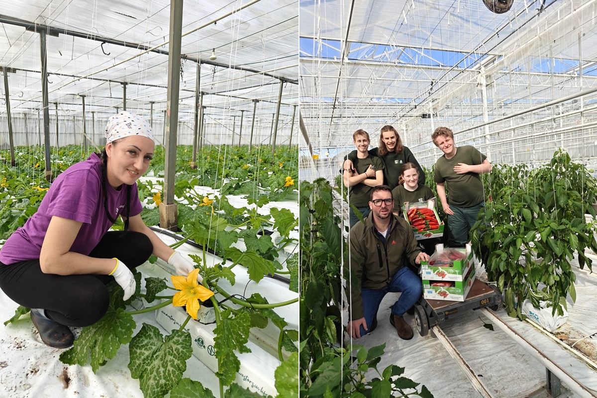 BelOrta verkoopt eerste courgettebloemen en zoete puntpaprika’s