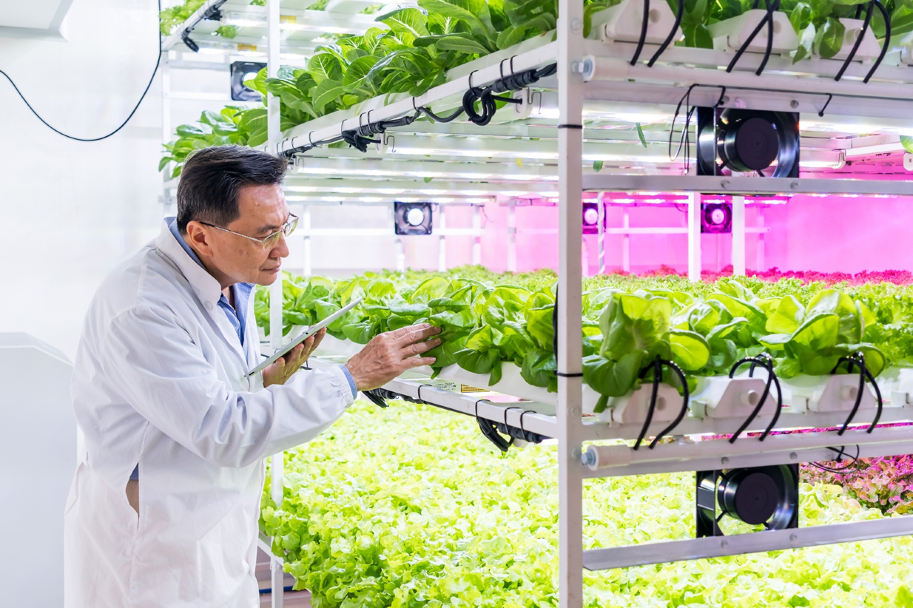 Spanish lettuce versus vertical farming: CO₂ comparison reveals unexpected results