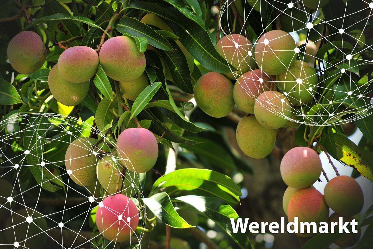Overzicht wereldmarkt mango's