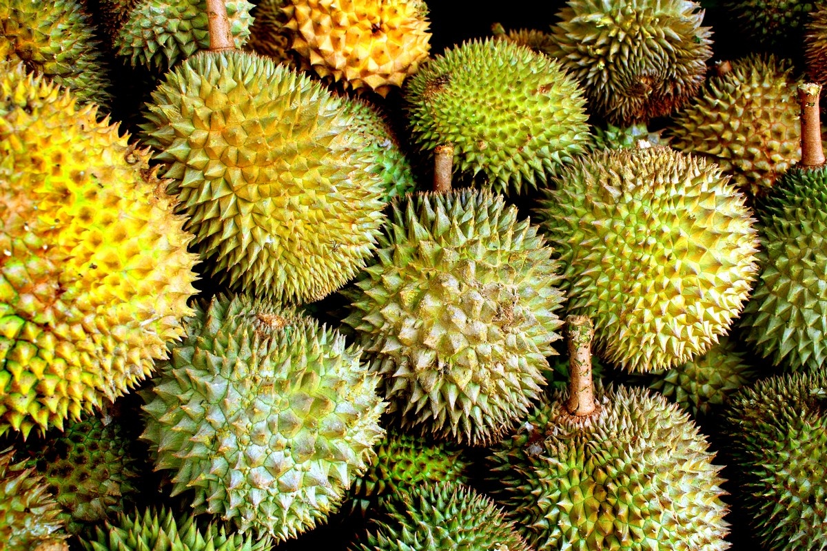 Zeldzame Indonesische doerian verkocht voor €870 per stuk