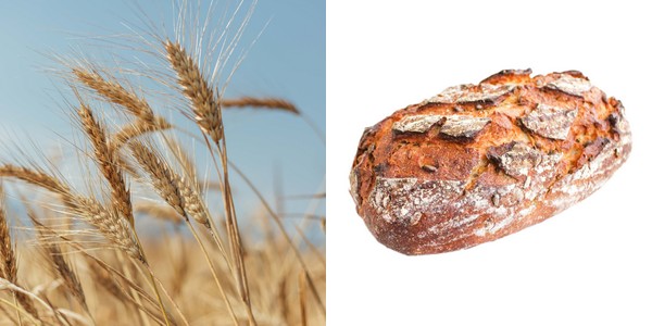 Belgische Bio Bakkerij Lanceert Tritordeum Brood