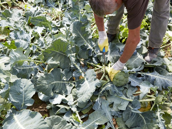 Bio Groenten Van Eigen Bodem Bij Bio Planet En Colruyt