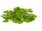 Research into better opportunities for organic spinach cultivation - Vimarsana News