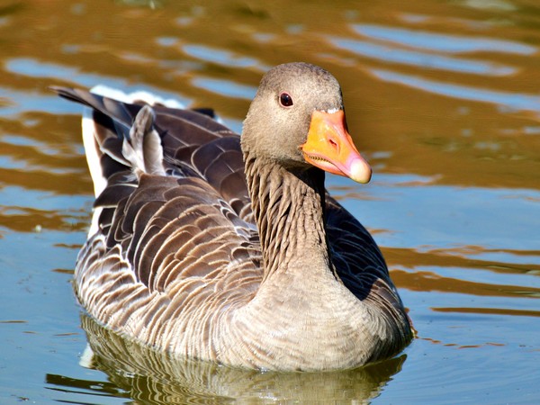 Vogelgriep vastgesteld in Abbekerk - BioJournaal.nl