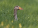 Vogelgriep vastgesteld in Zuid-Scharwoude - BioJournaal.nl