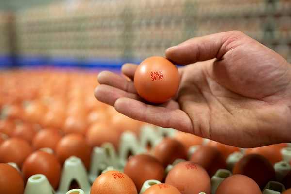 Biologische eieren van Blok-Franse krijgen naam Eilanders