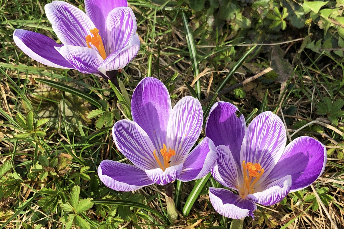 Stichting Vledder vergroent initieert samenaankoop biologische bloembollen