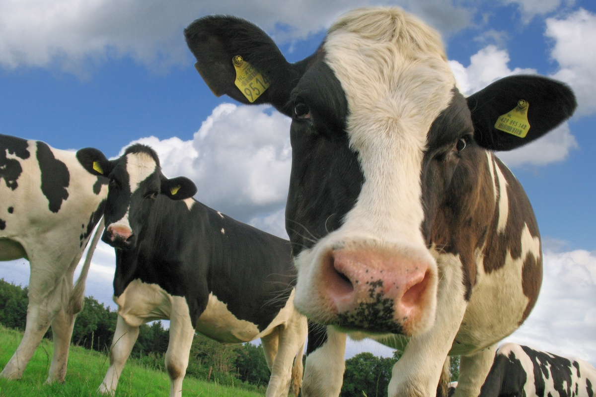 Biologische melkprijzen licht gedaald in januari 2026