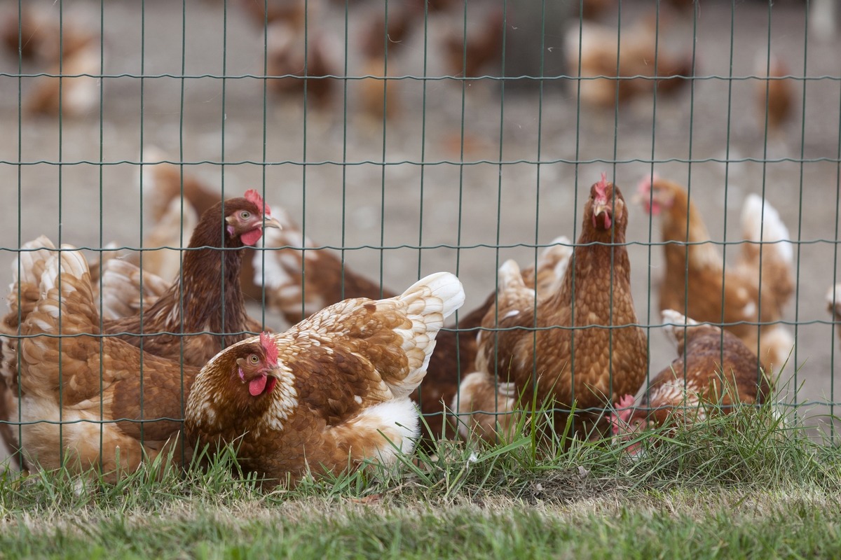 Nieuwe uitbraken van vogelgriep in Limburg en Noord-Brabant