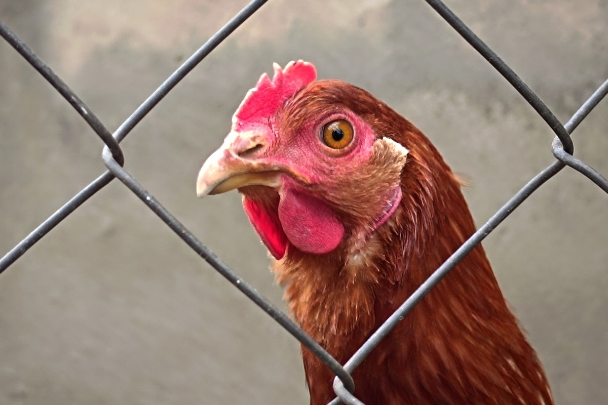 Vogelgriep bij grootste kippenexporteur ter wereld leidt tot handelsverboden
