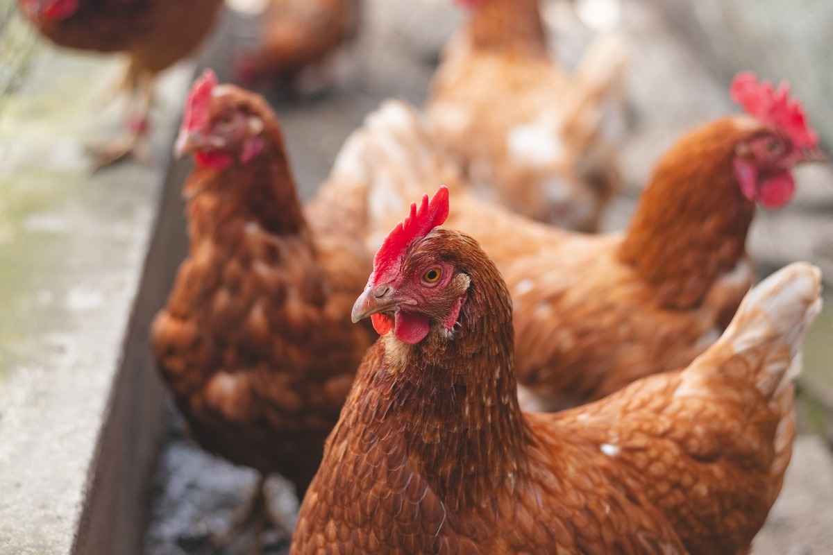 Vogelgriep vastgesteld net over de grens bij Kleve