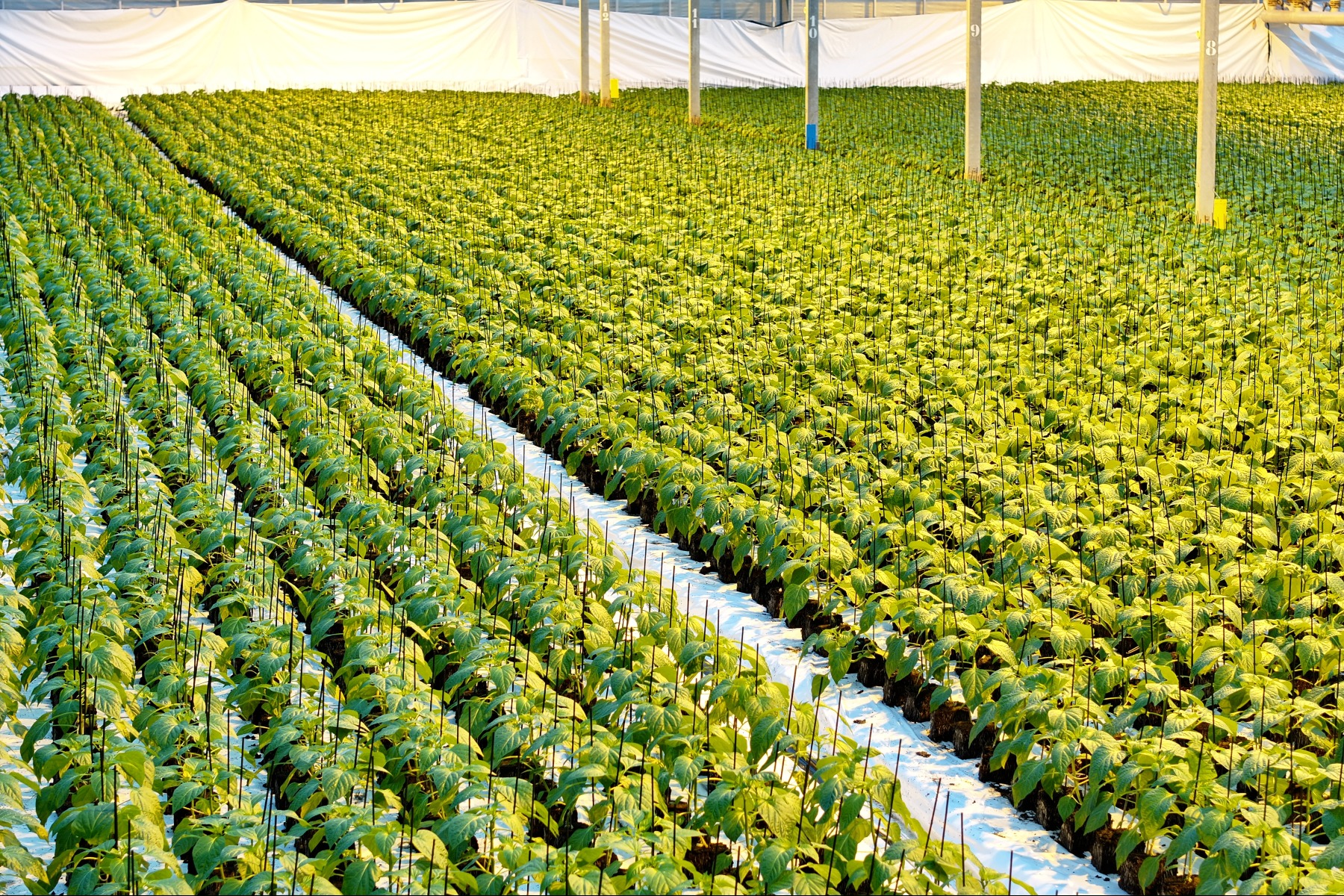 "Dit bedrijf had een monopolypositie voor veel biologische boeren"