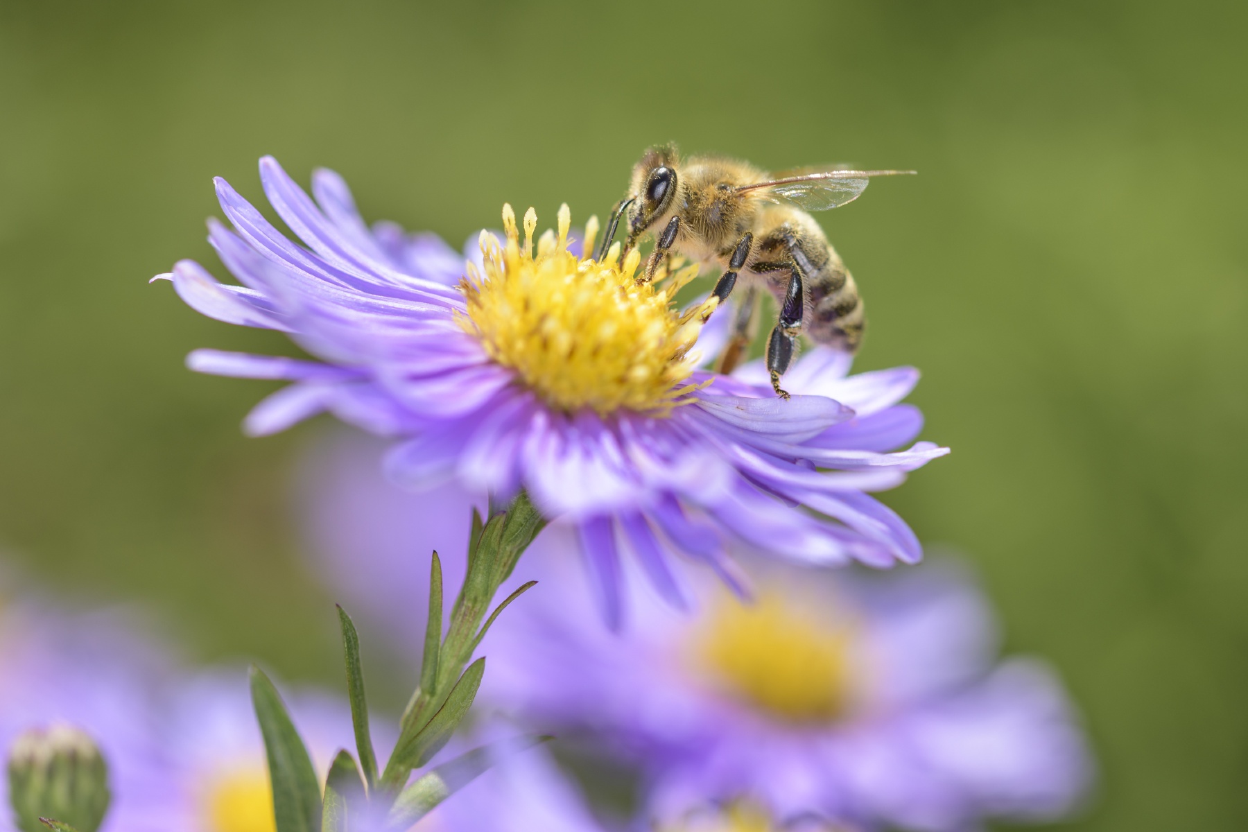 Oostende zet eerste stap in bijvriendelijke campagne ‘Jouw tuin zoemt’