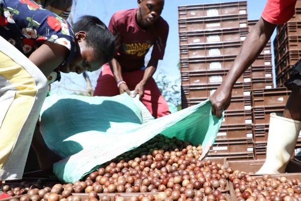 "Eerlijke handel en biologische landbouw verbeteren levensomstandigheden in Kenia"