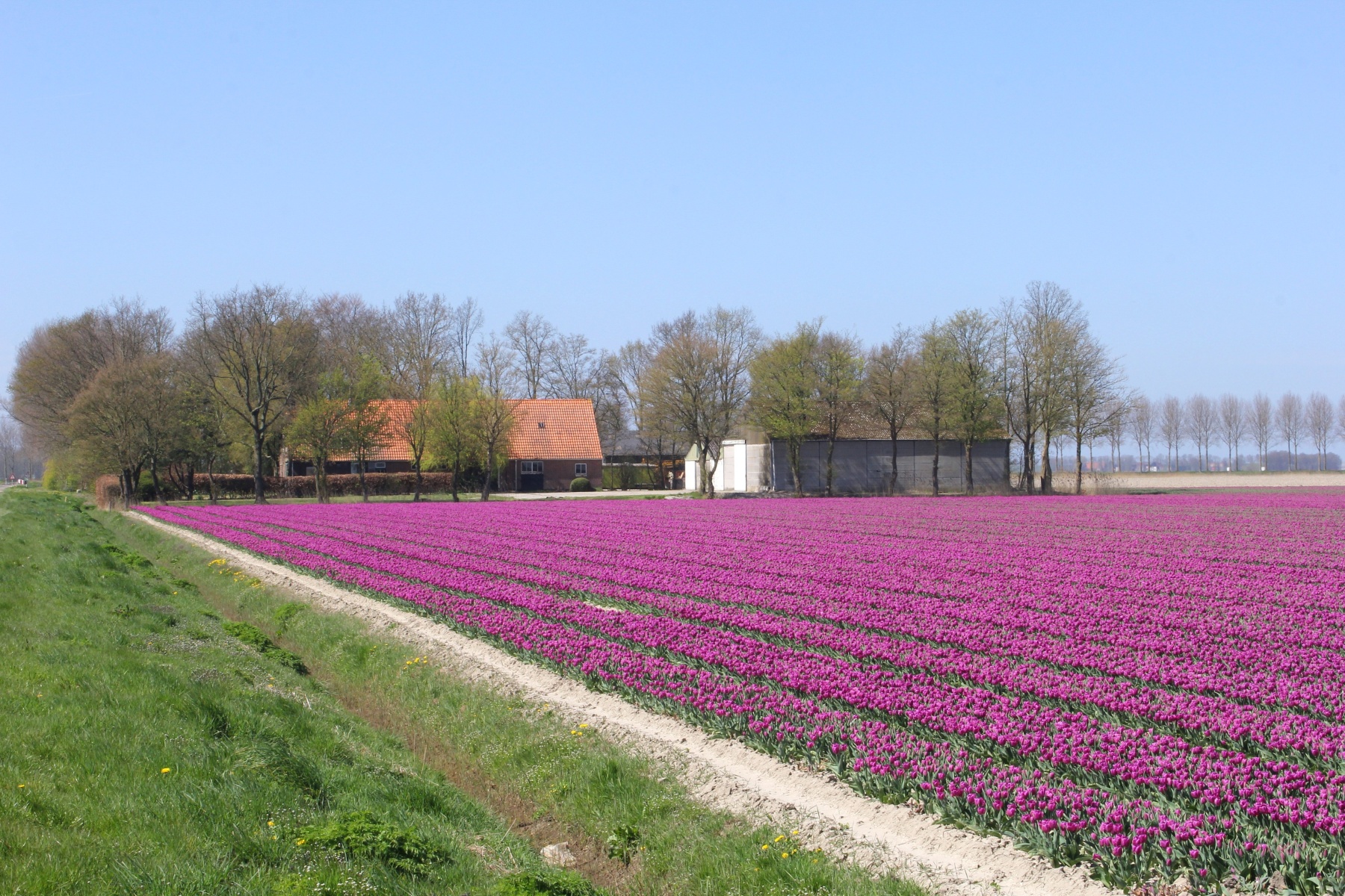 Súdwest-Fryslân wil alleen nog biologische sierteelt in de gemeente